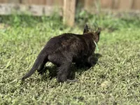Green Collar, a male German Shepherd Dog and Dutch Shepherd for sale in Trenton, GA – 5 of 7