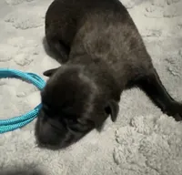 AKC Belgian Malinois Puppy - Teal Collar, a female Belgian Malinois for sale in Trenton, GA – 3 of 4