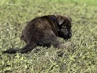 Blue Collar, a male German Shepherd Dog and Dutch Shepherd for sale in Trenton, GA – 6 of 7