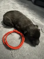 AKC Belgian Malinois Puppy - Red Collar, a female Belgian Malinois for sale in Trenton, GA – 5 of 5
