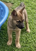 Pink Collar, a female German Shepherd Dog and Dutch Shepherd for sale in Trenton, GA – 4 of 5