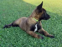 AKC Belgian Malinois - Green Collar, a male Belgian Malinois for sale in Trenton, GA – 4 of 9