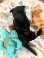 AKC Purple Collar, a female Belgian Malinois for sale in Trenton, GA – Photo 2 of 4