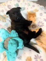 AKC Purple Collar, a female Belgian Malinois for sale in Trenton, GA – Photo 3 of 4