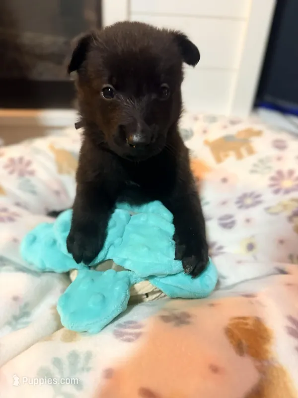 AKC Purple Collar – Belgian Malinois puppy for sale in Trenton, GA