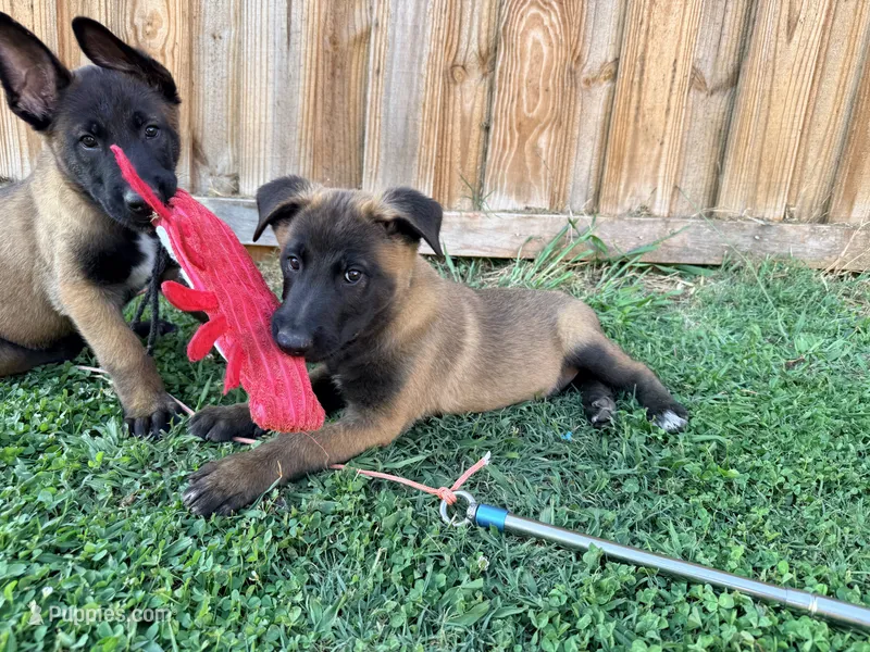 AKC Belgian Malinois - Blue Collar – Belgian Malinois puppy for sale in Trenton, GA