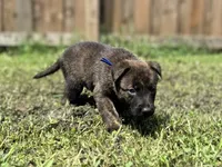 Blue Collar, a male German Shepherd Dog and Dutch Shepherd for sale in Trenton, GA – 3 of 7