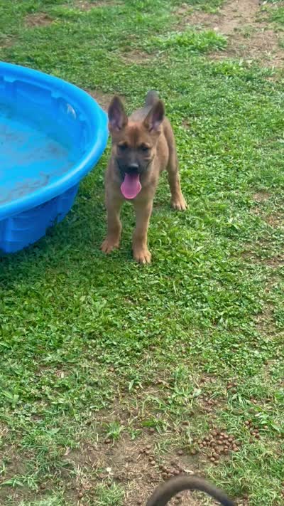 Pink Collar, a female German Shepherd Dog and Dutch Shepherd for sale in Trenton, GA – 5 of 5
