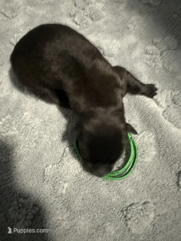 AKC Belgian Malinois Puppy - Green Collar – Belgian Malinois puppy for sale in Trenton, GA