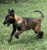 AKC Belgian Malinois -  Brown Collar, a male Belgian Malinois for sale in Trenton, GA – 1 of 9