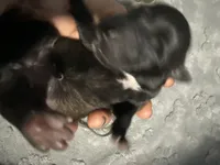AKC Belgian Malinois - Gray Collar, a female Belgian Malinois for sale in Trenton, GA – 2 of 4