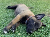 AKC Belgian Malinois -  Brown Collar, a male Belgian Malinois for sale in Trenton, GA – 3 of 9