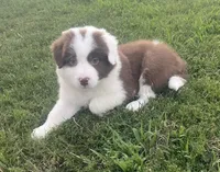 Red, a male Border Collie for sale in Bakersfield, CA – 1 of 5