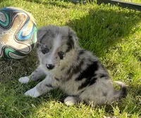 Pecas, a female Border Collie for sale in Bakersfield, CA – Photo 5 of 5