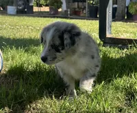 Pecas, a female Border Collie for sale in Bakersfield, CA – Photo 3 of 5