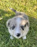 Pecas, a female Border Collie for sale in Bakersfield, CA – Photo 4 of 5
