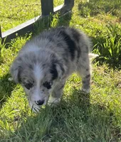 Pecas, a female Border Collie for sale in Bakersfield, CA – Photo 1 of 5