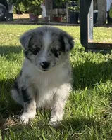 Pecas, a female Border Collie for sale in Bakersfield, CA – Photo 2 of 5