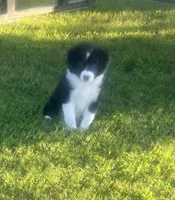 Lola, a female Border Collie for sale in Bakersfield, CA – 2 of 5