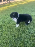 Lola, a female Border Collie for sale in Bakersfield, CA – 4 of 5