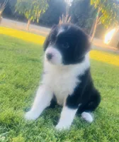 Lola, a female Border Collie for sale in Bakersfield, CA – 1 of 5