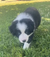 Nico, a male Border Collie for sale in Bakersfield, CA – 4 of 5