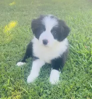 Nico, a male Border Collie for sale in Bakersfield, CA – 2 of 5