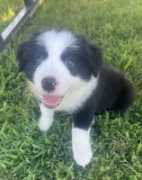 Nico, a male Border Collie for sale in Bakersfield, CA – 5 of 5