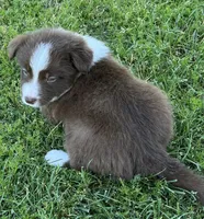 Red, a male Border Collie for sale in Bakersfield, CA – Photo 4 of 5