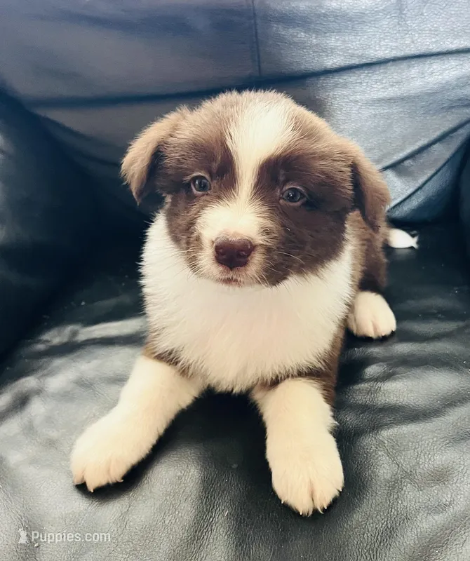 Red – Border Collie puppy for sale in Bakersfield, CA