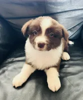 Red, a male Border Collie for sale in Bakersfield, CA – Photo 1 of 5