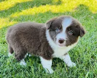 Red, a male Border Collie for sale in Bakersfield, CA – Photo 5 of 5
