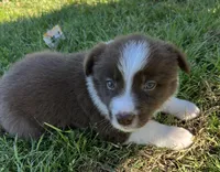 Red, a male Border Collie for sale in Bakersfield, CA – Photo 3 of 5