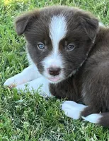 Red, a male Border Collie for sale in Bakersfield, CA – Photo 2 of 5