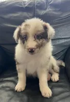 Coco, a male Border Collie for sale in Bakersfield, CA – Photo 3 of 5