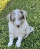 Coco, a male Border Collie for sale in Bakersfield, CA – Photo 4 of 5