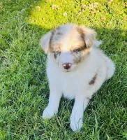 Coco, a male Border Collie for sale in Bakersfield, CA – Photo 2 of 5