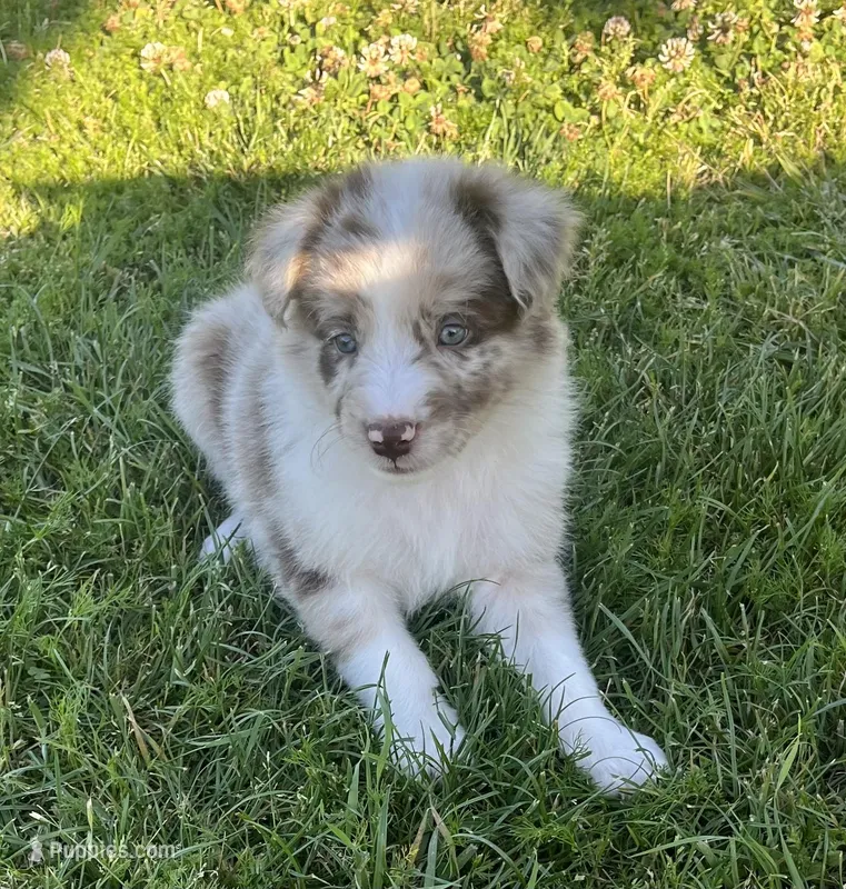 Coco – Border Collie puppy for sale in Bakersfield, CA