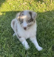 Coco, a male Border Collie for sale in Bakersfield, CA – Photo 1 of 5