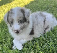 Coco, a male Border Collie for sale in Bakersfield, CA – Photo 5 of 5