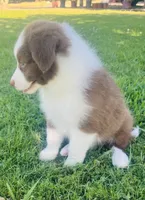 Laika , a female Border Collie for sale in Bakersfield, CA – 5 of 7