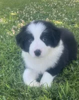 Nico, a male Border Collie for sale in Bakersfield, CA – 1 of 5