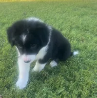 Lola, a female Border Collie for sale in Bakersfield, CA – 3 of 5