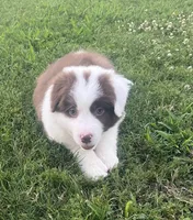 Red, a male Border Collie for sale in Bakersfield, CA – 3 of 5