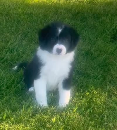 Lola, a female Border Collie for sale in Bakersfield, CA – 5 of 5