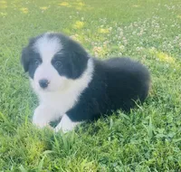 Nico, a male Border Collie for sale in Bakersfield, CA – 3 of 5
