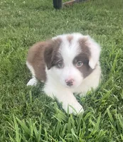 Red, a male Border Collie for sale in Bakersfield, CA – 2 of 5