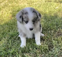 Sofi, a female Border Collie for sale in Bakersfield, CA – Photo 2 of 4