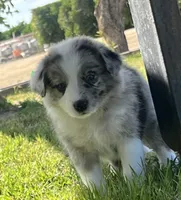 Sofi, a female Border Collie for sale in Bakersfield, CA – Photo 1 of 4