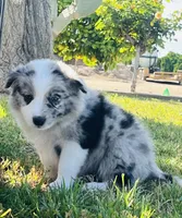 Sofi, a female Border Collie for sale in Bakersfield, CA – Photo 4 of 4
